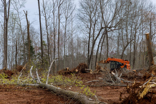 Best Tree and Shrub Care  in Whiskey Creek, FL